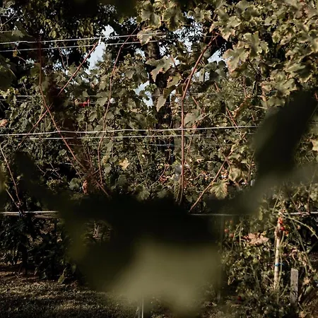 Διαμέρισμα Szofi Porta *